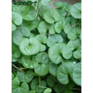 �²��R���ݷN�� �l ��ƺ�N�Ӳ��� �R���e�����X�� �~�X�ݷN��