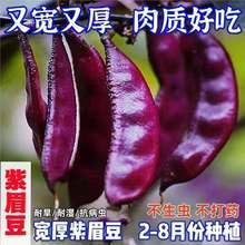 �ϼt�ⶹ��N��ȫ�t�ⶹ�߮a����࿹���ļ�ü���Nֲ�ļ��߲�����