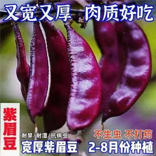 �ϼt�ⶹ��N��ȫ�t�ⶹ�߮a����࿹���ļ�ü���Nֲ�ļ��߲�����