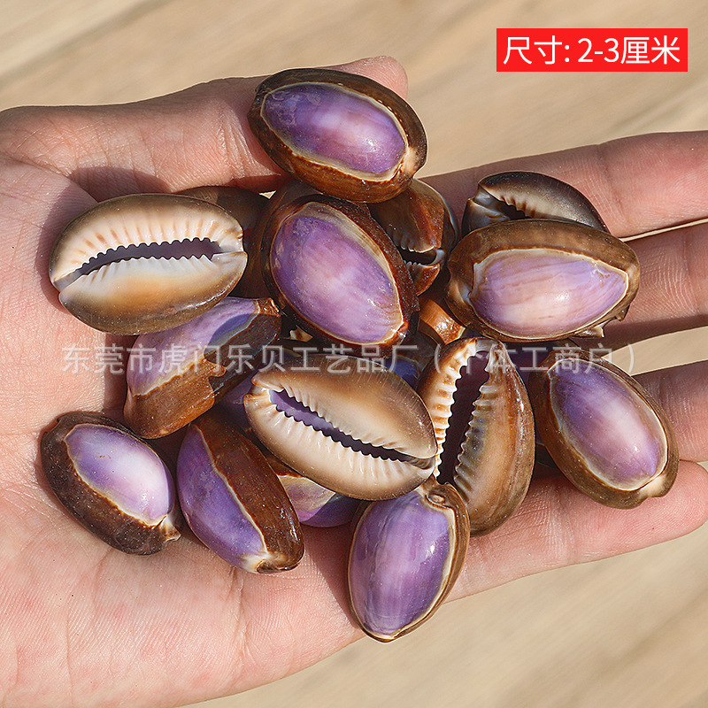 Concha Daquan natural con cera de pescado, materiales decorativos mediterráneos DIY al por mayor