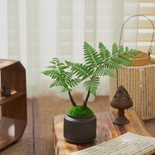 蕨类植物黄金蕨盆栽室内书房茶几净化空气耐阴好养绿植桌面小盆景