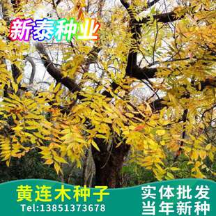 �S�BľͥԺ�^�pֲ��G����ľ�S�Bľ�����е���Gֲ���@�G�����ľ