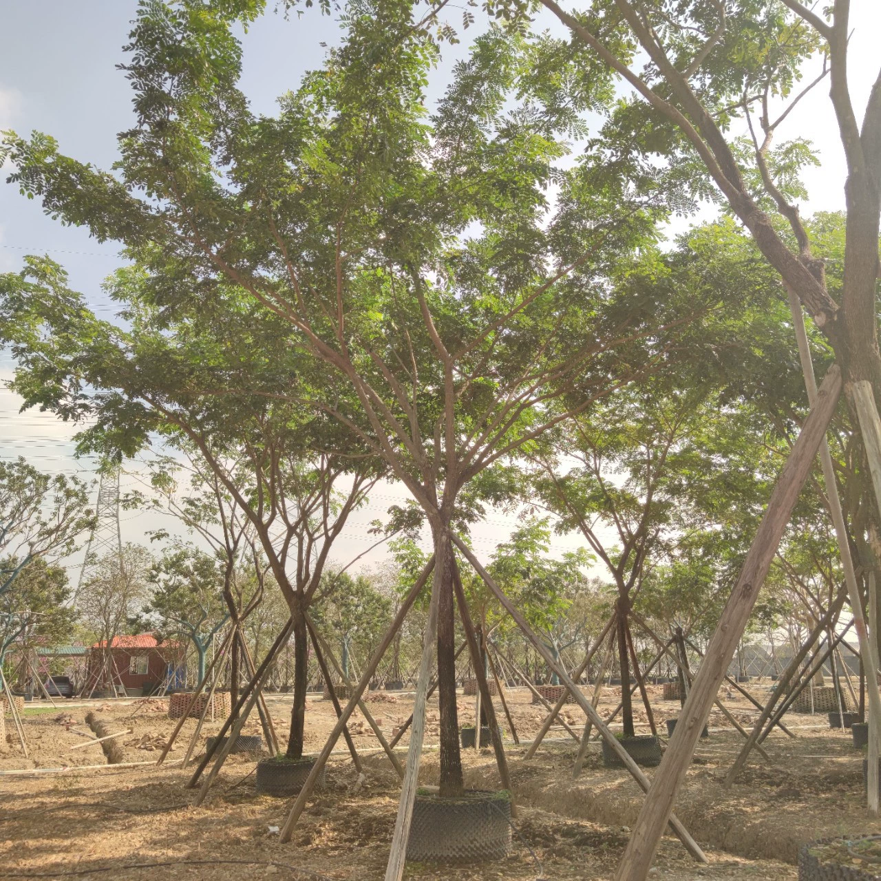 2312 Садовая база поставляет полноцветное дождевое дерево 14-18 см