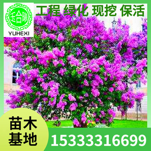 Wholesale Lilac Seedlings, Lilac Seedlings, Courtyard Basin Planting Lilac Saplings, Planting in the North and South, Blooming in All Seasons