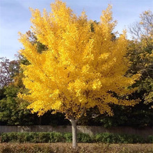 һ�����l���~�y�Ә���׹�����ͥԺ�e���G����ľ�е����y�Ӵ����