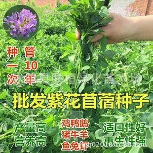 紫花苜蓿草種子圖片 海量高清紫花苜蓿草種子圖片大全 阿里巴巴