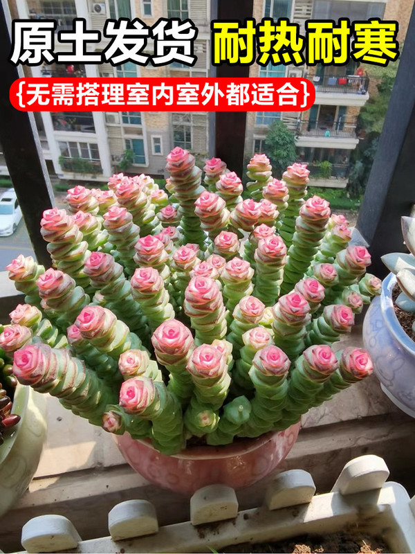 Colorful money string fleshy green plant indoor potted multi-head old pile group raw red money string four seasons good flowers