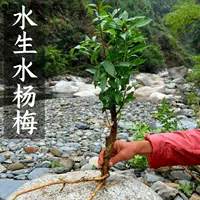 Водный аквариум из байберри, водный аквариум, водный аквариум, водный растительный бекон, старые сваи, местные цилиндры, небольшие миниатюрные водные горшечные растения