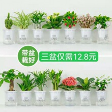 桌面绿植吸水盆栽花卉室内好养懒人办公室栀子花发财树九里培植物