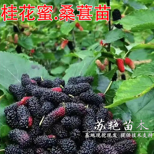 ����ɣ�ؘ����������ļ���ɣ�籱�Ϸ��Nֲ����Y��������