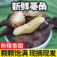 2.5kg 洪湖新鮮な老菱角、殻付きの新鮮な菱角、粉ともちもちの季節の果物、複数の仕様