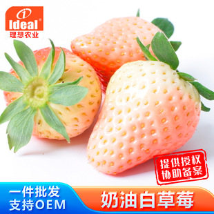 ײݮNͲݮNļˮ߲˷NӏSlN