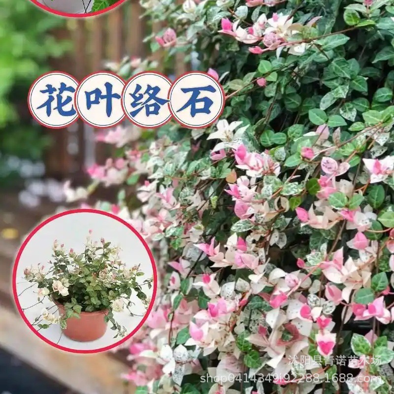 苗圃批发销售花叶络石苗耐寒耐热络石苗庭院小区垂直绿化品种齐全
