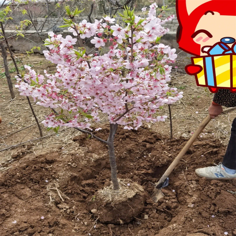 Japanese Cherry Blossom Tree Seedlings Courtyard North and South Planting Potted Large Greening Landscape Saplings Outdoor Florals Morning and Evening Cherry Blossoms