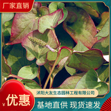 �~�Ȳ�  �۶����t���߲�  ����ֱ�� ���Nˮ��ֲ���޸�����