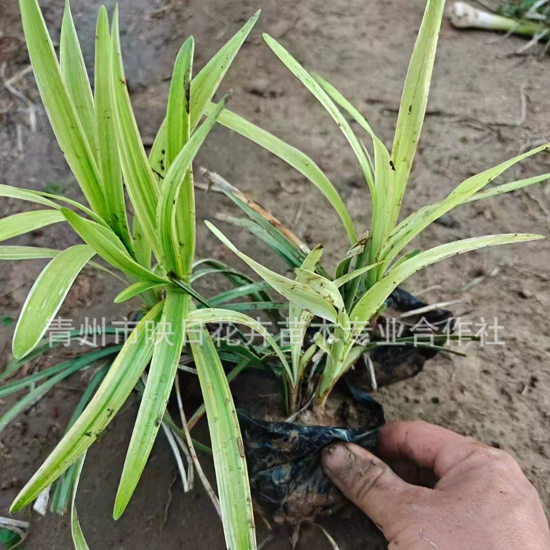 Пномпень Ophiopogon japonicus горшечные саженцы Пномпень Ophiopogon japonicus питомник база оптом Озеленение саженцев холодные засухоустойчивые вечнозеленые саженцы