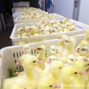 С�Z�����������^�ش�N�{�^�Z����ԭ�N���Ǫ{���Z����Ҫ{�^���w