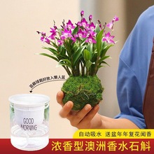 香水石斛兰花苔藓水培懒人绿植带花苞梦香兰文心室内花卉盆栽好养