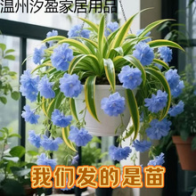 新款浓香型重瓣大花金边吊兰金心吊篮青叶盆栽室内外绿植四季开花