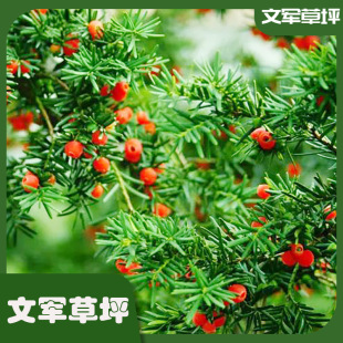 �t��ɼ���lͥԺ���Լt��ɼ�҃ȿ͏d�k���Ҿvֲ�Ϸ��t��ɼ�^�p����