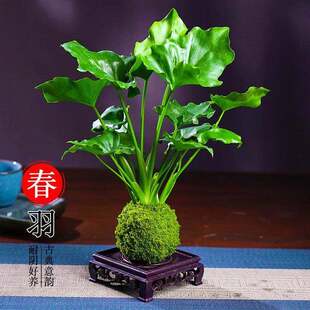 ����ˮ��ֲ��̦�\���҃ȿ͏d�k������ꎾGֲ�������Ի����ļ����B