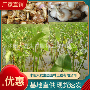 ��ľ����ֱ���ȹ�ˮ�w�G�� ��β�� �а��Nֲ�B�o ����ˮ�|