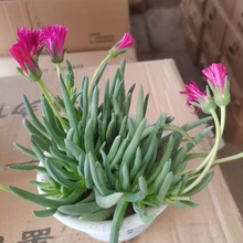 ���� ����ֲ��M�� �ղ����ӿ��k���҃����滨�������_�����⻨��