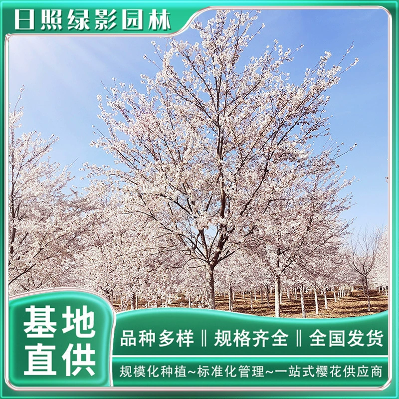 5cm Саженец сакуры Северной Ёсино происхождения Саженец сакуры Северной Ёсино цена База по посадке сакуры