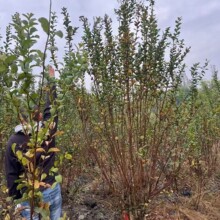 �Ĵ��F���ؑc������ޱ8���օ�����ޱ10���օ�����ޱ12���օ�����