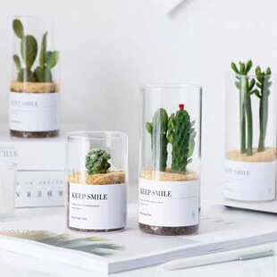 Simple Nordic Ins-Style Transparent Glass Vase Succulent Hydroponic Straight Glass Flower Pot Cactus Gardening Bottle Wholesale