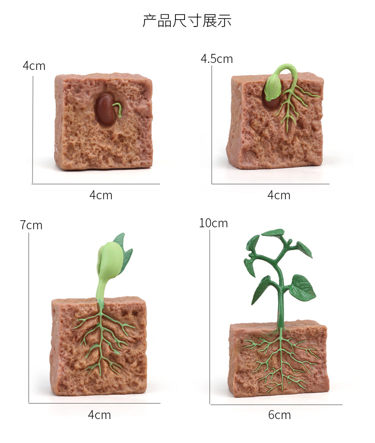 生长周期内页_21