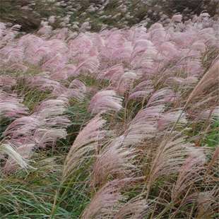 Wild Miscanthus Seeds Can Be Planted in All Seasons in the South and North to Plant Wild Grass Plants, Easy to Plant Grass Seeds, Slope Protection Grass 9291-Kkka