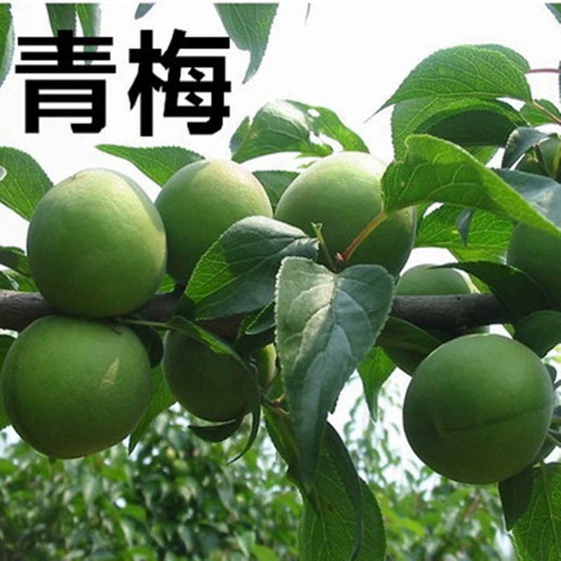 Гранат, зеленая слива, фруктовая слива, черные сливы для посадки в горшках или на грунте, кислая слива для северных и южных садов, черные плодовые саженцы сливы.