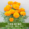 Wholesale Wanshou chrysanthemum seeds indoor balcony potted outdoor landscape landscape flower sea flower stinky hibiscus chrysanthemum seeds