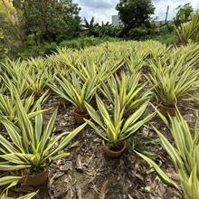 ag真人平台官方中邦女篮金牌赔率紧随美邦，夺取奥运会声誉的前景说明