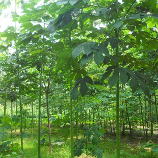 ��ͩ�N�� �²���Ƥ��ͩ��N�ӾG����ľ �������~��ľͩ����ͩ�׷N