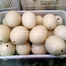 ��Ȼ�r�B��������ˇƷ������������������ͻ�ʵ�DIY