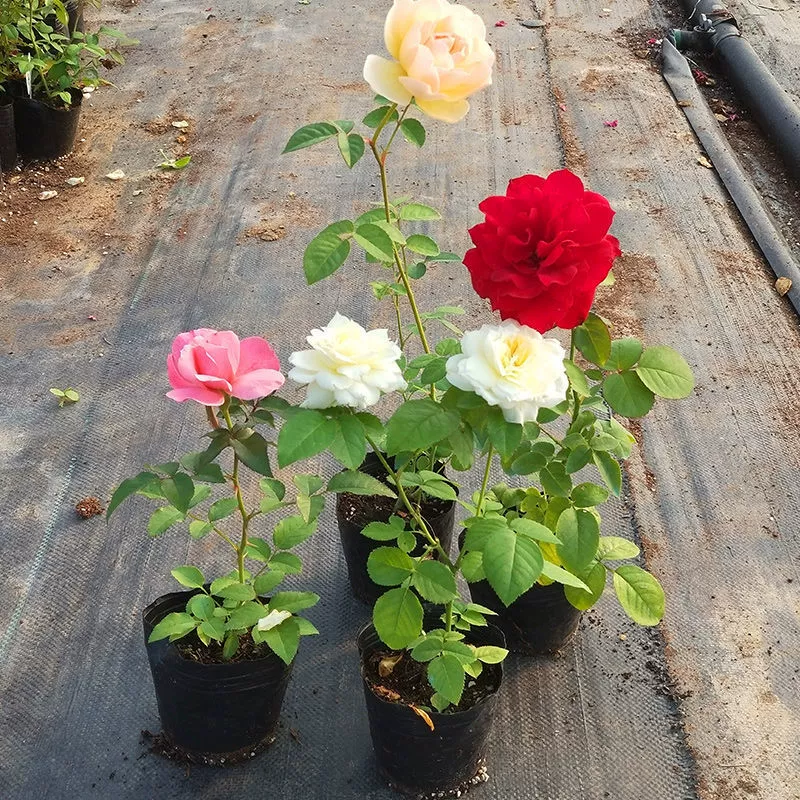 Сок балконных розовых рассады, цветущие розовые рассады, четырехсезонные горшечные цветы, вьющиеся растения, лозы, розовые зеленые растения