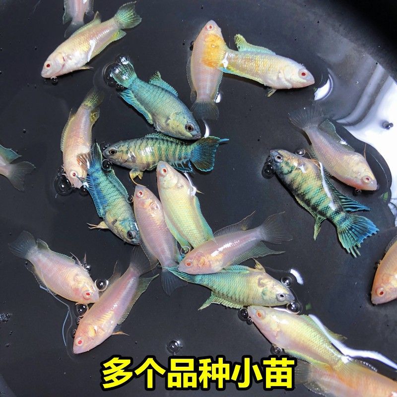 中国斗鱼普叉野生鱼叉尾观赏鱼原生鱼冷水活体花手巾菩萨