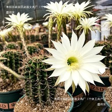 �_������������ʳ���������Ʒ�ݗ�������k���Ҷ������ԾGֲ���]