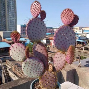 Saint-Lita Victory Tower Saint-Li Tui Fan Will Change Color Cactus Desert Plant Cactus Outdoor Garden