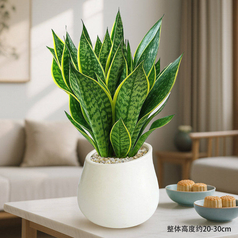 Select a+ grade phnom penh tiger orchid + inclined basin + ceramic + fertilizer