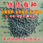 蚕卵新白蚕蚕种蚕子彩色蚕宝宝蚕学生教学蚕种蚕茧新鲜桑叶