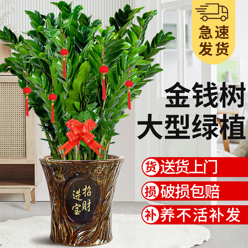 Money Tree Living Room Large Flower Pot Indoor Potted Plant Housewarming Opening Gift Green Plant Money String Fortune Flower