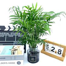 富贵椰子盆栽散尾葵大植物袖珍椰子苗凤尾竹室内客厅办公书房花卉