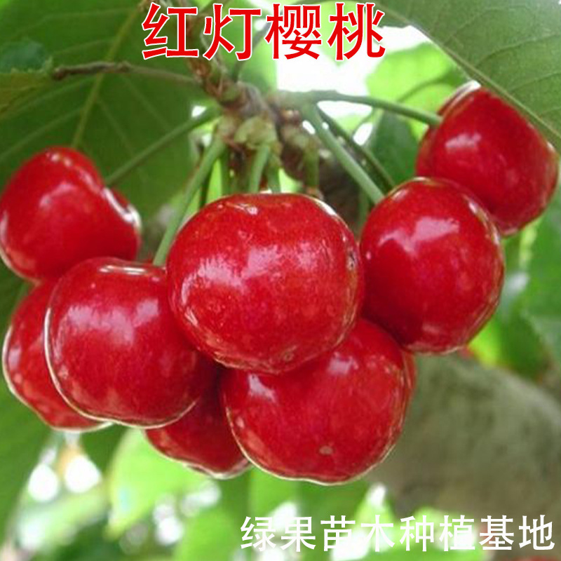 红灯樱桃苗 嫁接大樱桃树苗 吉塞拉矮化大樱桃苗南北方种果树苗木