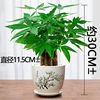 Small pot indoor for living room, plant lamp for office, for luck