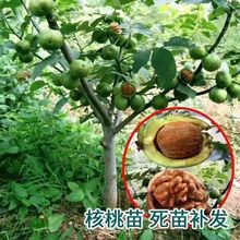 ���Ҙ���缈Ƥ��Ƥ��8518������������ҹ��������Ҽ޽ӹ�����