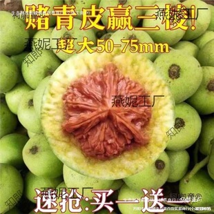 ���Ǫ{���^����y���ñ��Ƥ�������ـ��Ƥ���ܳ���������