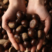 2025现挑迁西板栗生新鲜河北野生甜油栗子3113燕山毛板粟